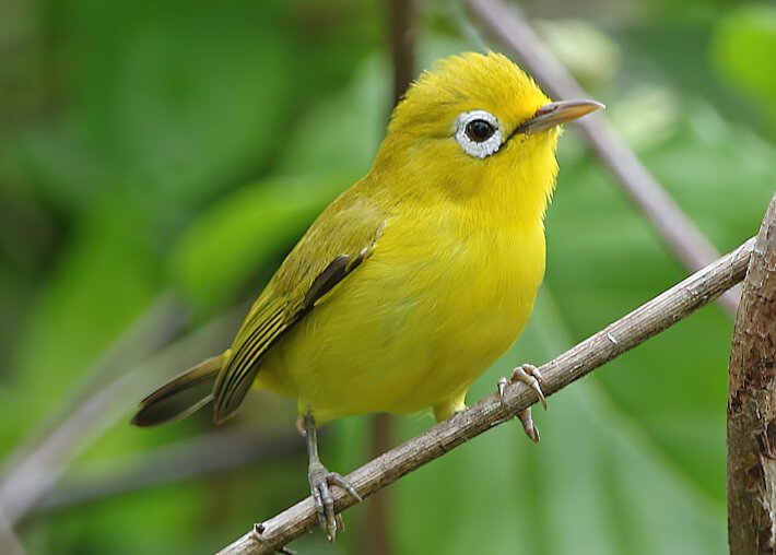 瓦卡托比绣眼鸟 / Wakatobi White-eye / Zosterops flavissimus