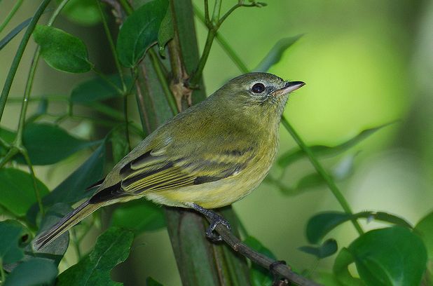 白额小霸鹟 / White-fronted Tyrannulet / Phyllomyias zeledoni