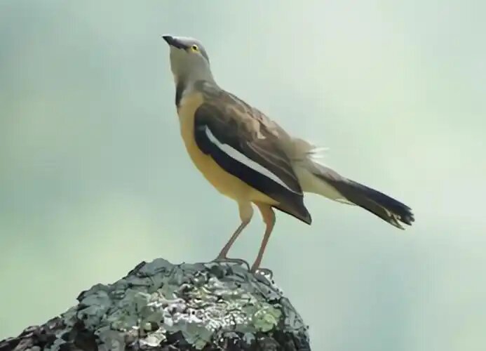 白翅噪椋鸟 / Babbling Starling / Neocichla gutturalis